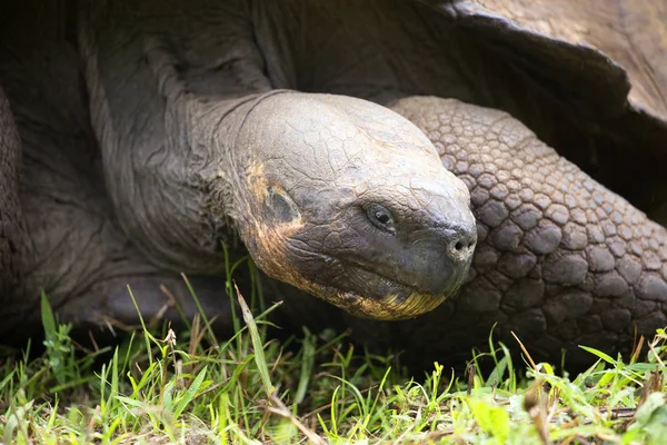 Riesenschildkröte Auf Galapagos Inseln Ecuador — Stockfoto