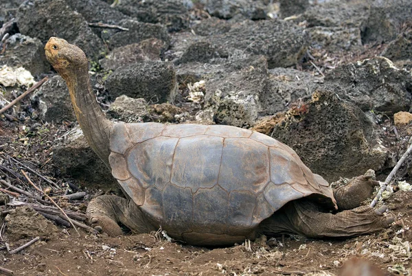 Ünlü Diego Galapagos Adaları Ormanda yürüyen kaplumbağa yıldızı