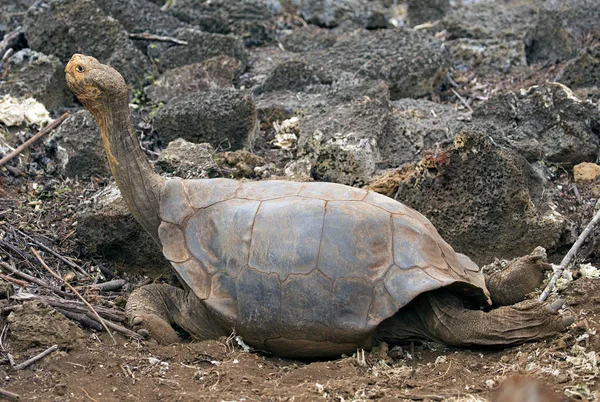 Berühmte Diego Die Galapagos Inseln Schildkrötenstern Wandern Wald — Stockfoto