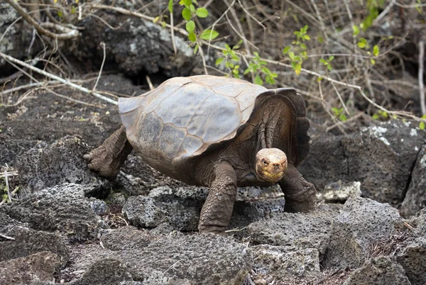 Ünlü Diego Galapagos Adaları Ormanda yürüyen kaplumbağa yıldızı