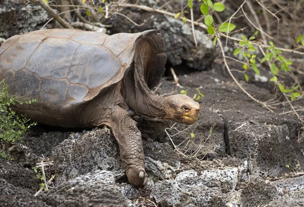 Célèbre Diego Les Îles Galapagos Tortue Étoile Marche Dans Forêt — Photo