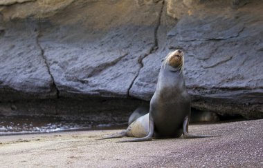 Gün içinde Galapagos adalarında deniz aslanı yakalandı.