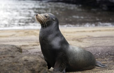 Gün içinde Galapagos adalarında deniz aslanı yakalandı.
