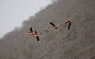 group of pink flamingos taken on the famous Galapagos islands clipart