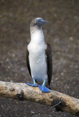 Galapagos adalarında çekilen mavi ayaklı sümsük kuşu