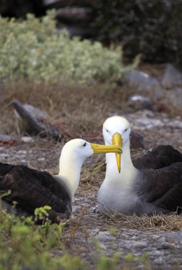 Galapagos adalarında kaçırılan büyük albatros kuşu