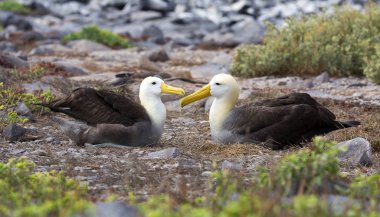Galapagos adalarında kaçırılan büyük albatros kuşu