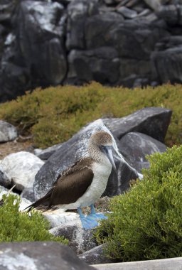 Galapagos adalarında çekilen mavi ayaklı sümsük kuşu