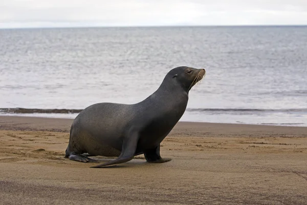 Sea Lion Taken Day Galapagos Islands — 图库照片