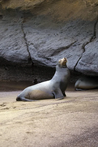 Sea Lion Taken Day Galapagos Islands — 图库照片