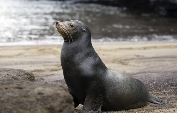 Sea Lion Taken Day Galapagos Islands — 图库照片