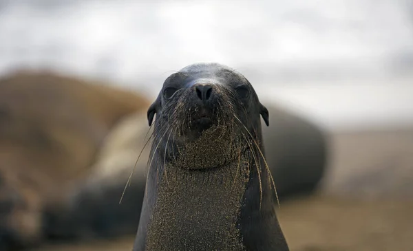 Sea Lion Taken Day Galapagos Islands — 图库照片