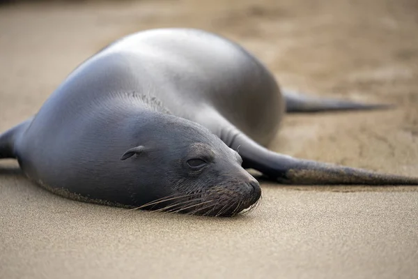 Leão Marinho Tomado Durante Dia Ilhas Galápagos — Fotografia de Stock