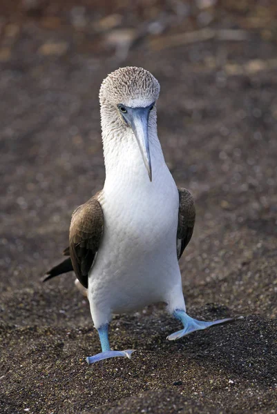 Blåfotad Booby Tagen Galapagosöarna — Stockfoto