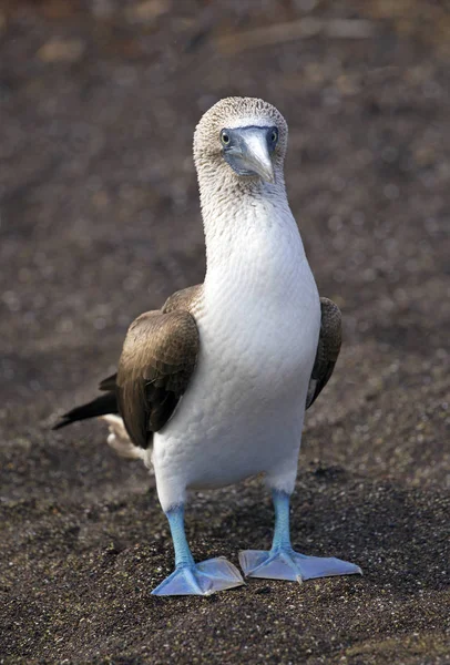 Blåfotad Booby Tagen Galapagosöarna — Stockfoto