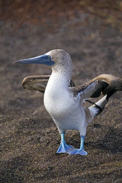 Blue Footed Booby Taken Galapagos Islands — Stock Photo, Image