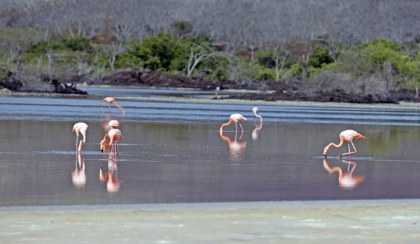 group of pink flamingos taken on the famous Galapagos islands