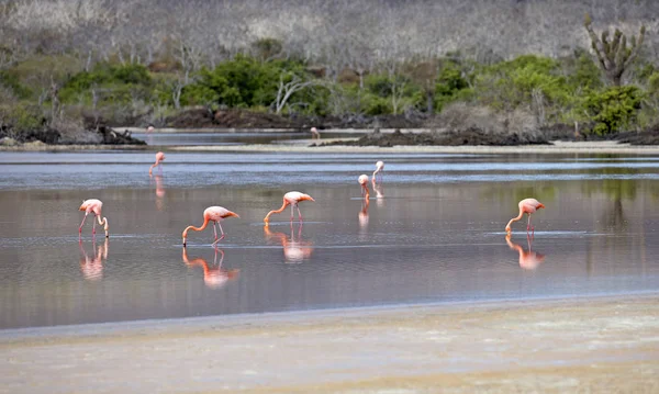 Grupo Flamingos Rosa Nas Famosas Ilhas Galápagos — Fotografia de Stock