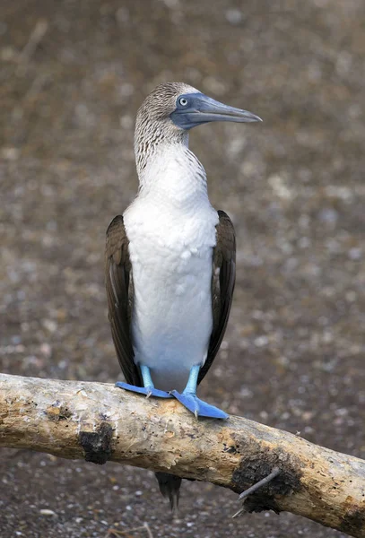 Blue Footed Booby Taken Galapagos Islands — Stock Photo, Image