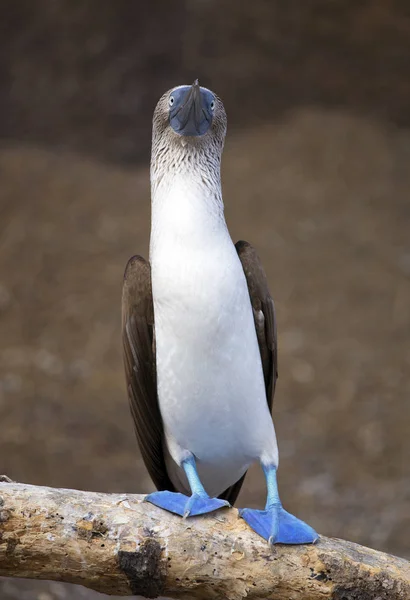 Cycuszki Błękitnopłetwe Wyspach Galapagos — Zdjęcie stockowe