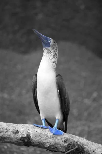 Blaufüßiger Sprengsatz Auf Galapagos Inseln Aufgenommen — Stockfoto