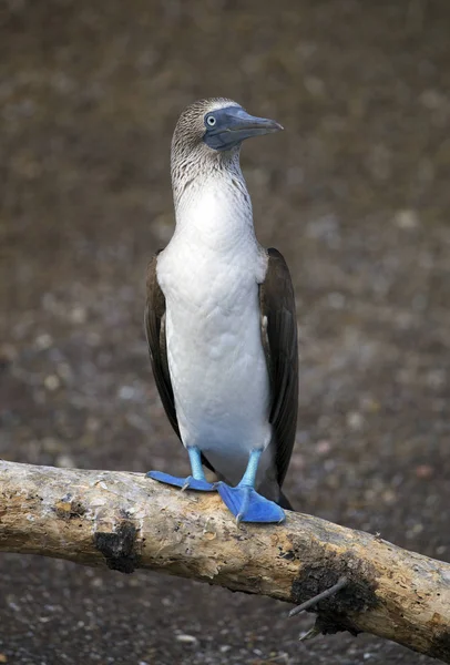 Blåfotad Booby Tagen Galapagosöarna — Stockfoto