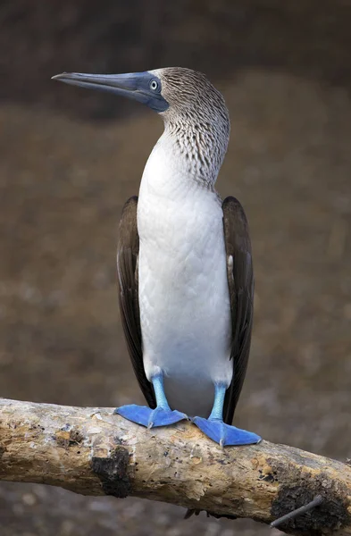 Blue Footed Booby Taken Galapagos Islands — Stock Photo, Image