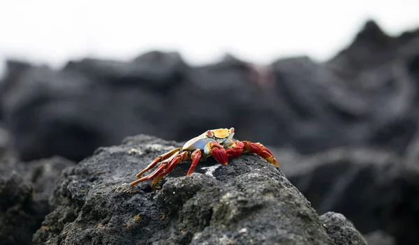 Sally Granchio Leggero Che Cammina Sulla Roccia Lavica Isole Galapagos — Foto Stock