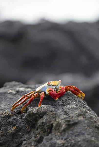 Sally Lehkometrážní Krab Kráčející Lávové Skále Galapágy — Stock fotografie