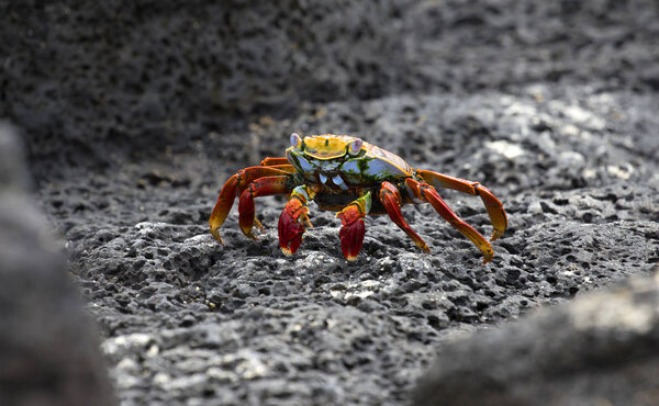 Краб Салли Лайтфут ходит по лавовому камню, Галапагосские острова
