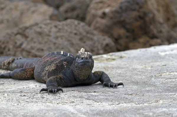 Cierre Una Iguana Marina Las Islas Galápagos — Foto de Stock