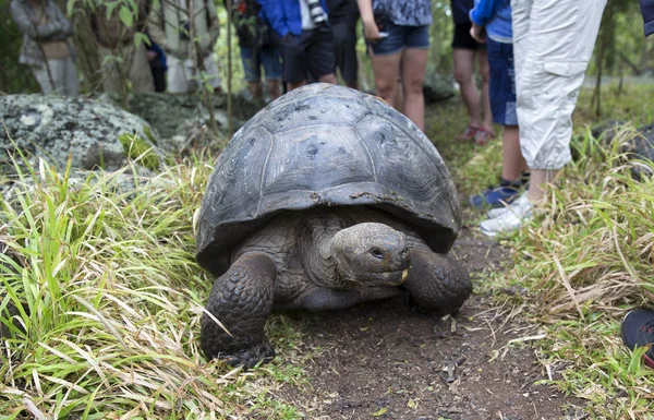 Riesenschildkröte Auf Galapagos Inseln Ecuador — Stockfoto