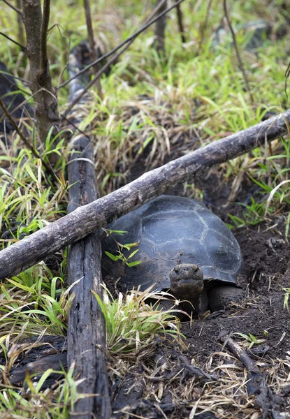 Tortuga Gigante Tomada Las Islas Galápagos Ecuador —  Fotos de Stock