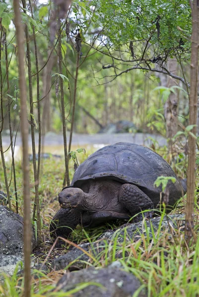 Tortuga Gigante Tomada Las Islas Galápagos Ecuador —  Fotos de Stock