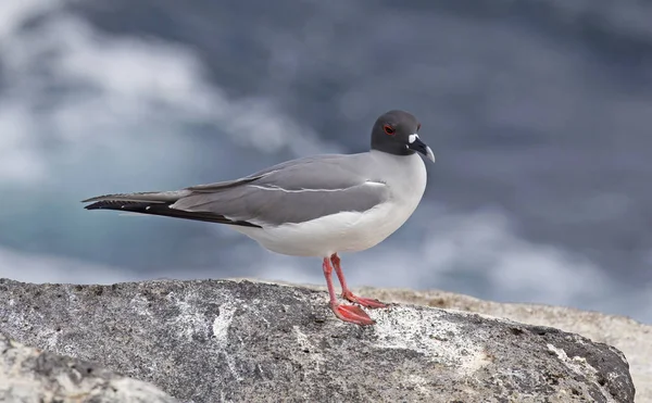 Schöne Schwalbenschwanzmöwe Auf Einem Felsen Galapagos Inseln — Stockfoto