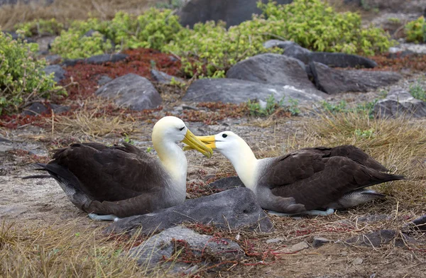 Grande Pássaro Albatros Tomadas Ilhas Galápagos — Fotografia de Stock