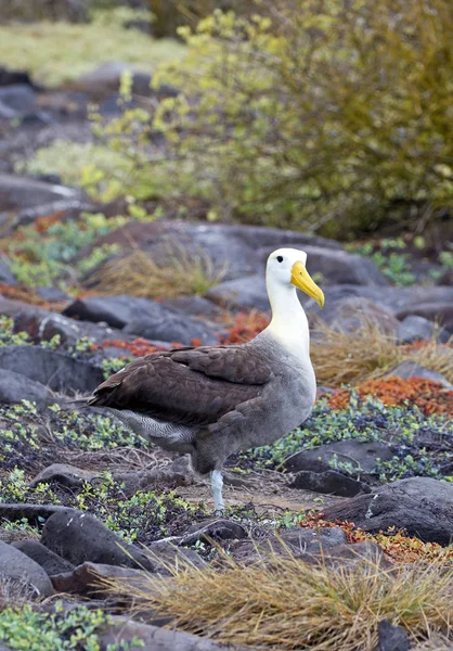 Wielki Ptak Albatros Złapany Wyspach Galapagos — Zdjęcie stockowe