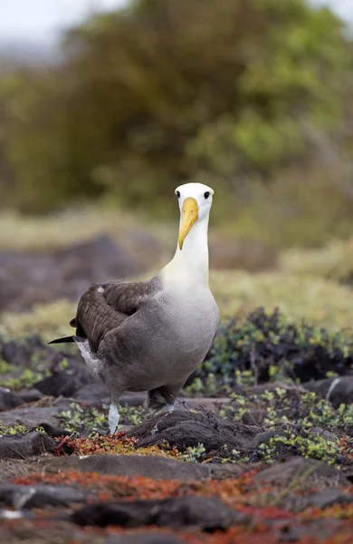 Nagy Albatros Madár Galapagos Szigeteken — Stock Fotó