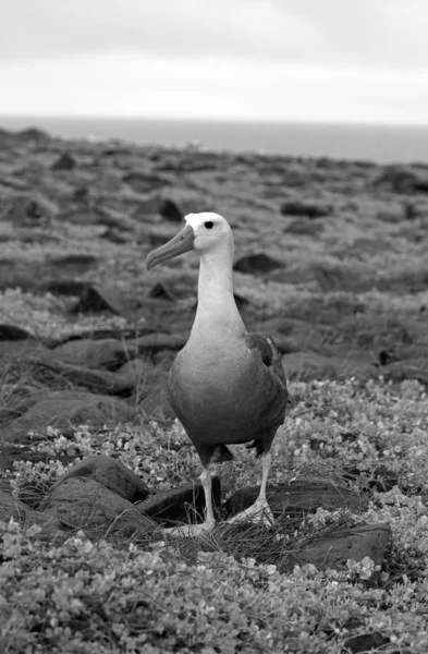 Grande Pássaro Albatros Tomadas Ilhas Galápagos — Fotografia de Stock