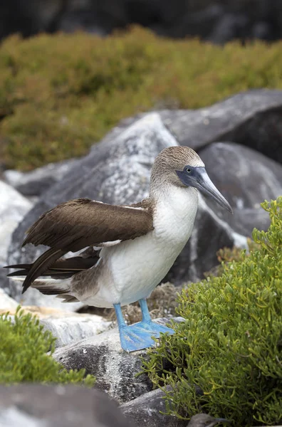 Blue Footed Booby Taken Galapagos Islands — 图库照片