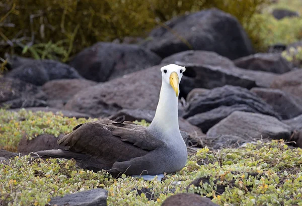 Wielki Ptak Albatros Złapany Wyspach Galapagos — Zdjęcie stockowe