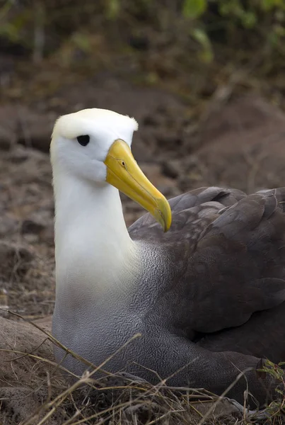 Stor Albatros Fågel Tagen Galapagosöarna — Stockfoto