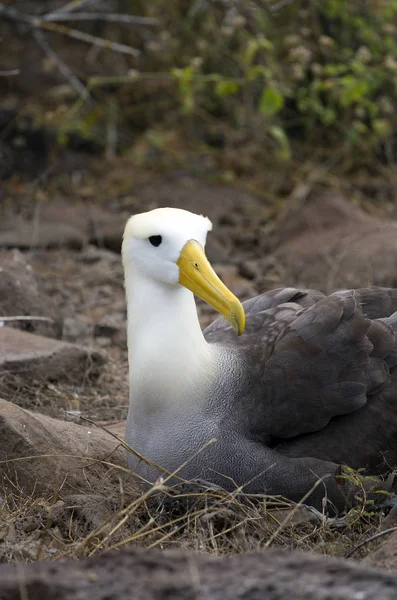 Stor Albatros Fågel Tagen Galapagosöarna — Stockfoto