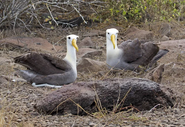 Wielki Ptak Albatros Złapany Wyspach Galapagos — Zdjęcie stockowe