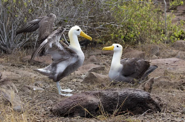 Big Albatros Bird Taken Galapagos Islands — Stock Photo, Image