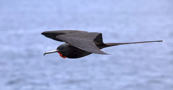 南美洲的豪华护卫舰鸟 — 图库照片