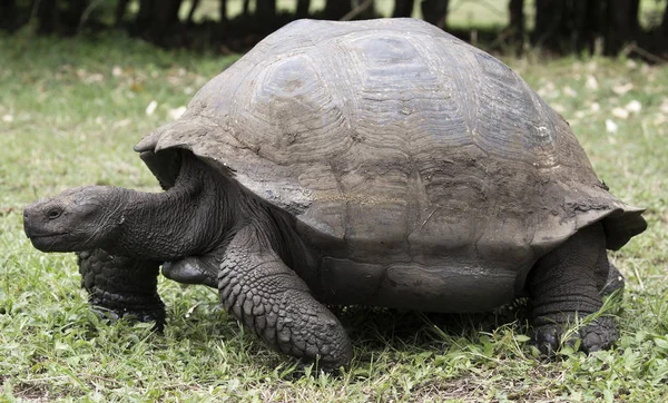 Giant tortoise taken on Galapagos islands, Ecuador