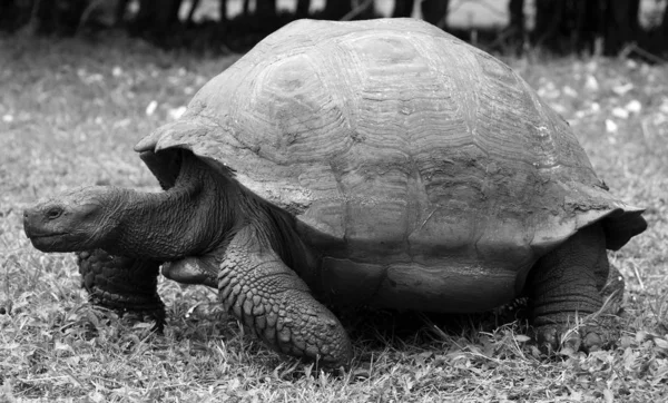 Tortue Géante Prise Sur Les Îles Galapagos Équateur — Photo