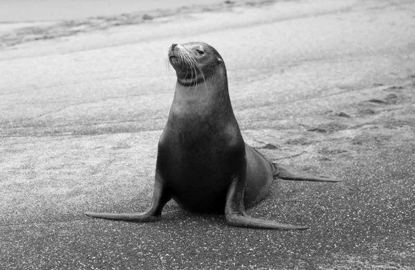 Галапагоський Морський Лев Пляжі Чорно Білий — стокове фото