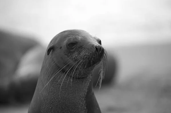 Galapagos Zeeleeuw Het Strand Zwart Wit — Stockfoto